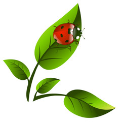 Leaf and Ladybug