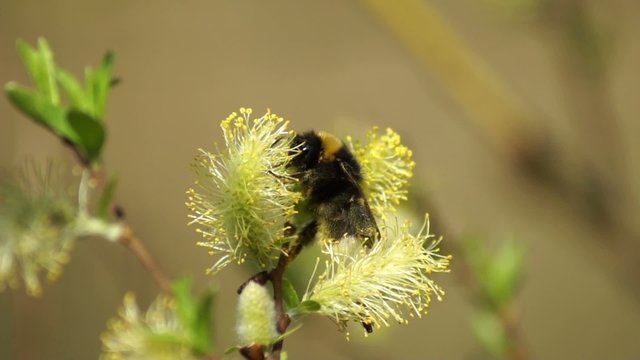 Bumble-bee
