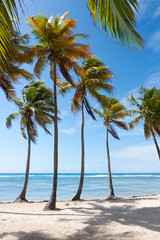 palm trees row beach