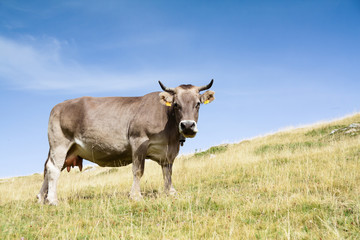 A cow looking to the camera