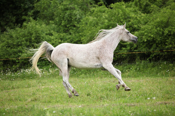 White Arabian mare running in front of green background