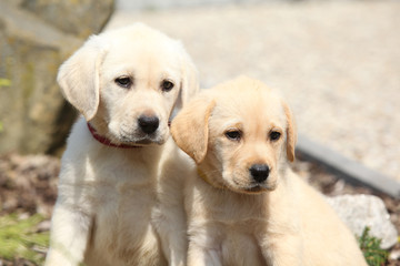 Portrait of gorgeous labrador retriever puppies