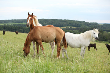 Batch of horses resting on pasturage