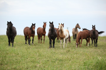 Fototapeta na wymiar Batch of horses resting on pasturage