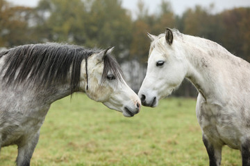 Welsh mountain ponnies in autumn