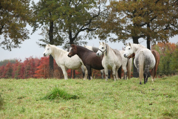 Obraz na płótnie Canvas Welsh mountain ponnies in autumn