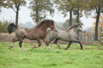 Fototapeta na wymiar Two beautiful pony stallions in autumn