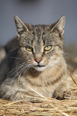 Nice grey cat lying on a straw
