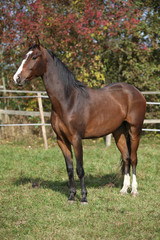 Nice brown warmblood in autumn