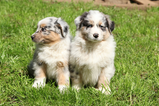 Two gorgeous puppies of australian shepherd