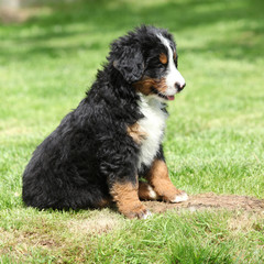 Bernese Mountain Dog puppy in the garden