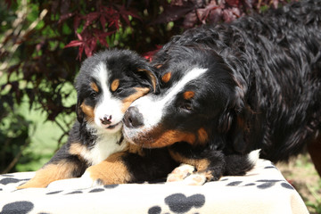 Bernese Mountain Dog bitch with puppy on blanket