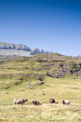 Cows grazing in the Hecho's Valley