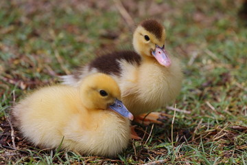 Ducklings