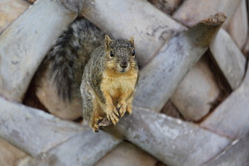 Naklejka na ściany i meble Eastern Fox Squirrel