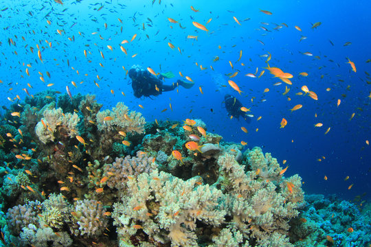 Two Scuba Divers diving on coral reef