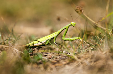 Mantis