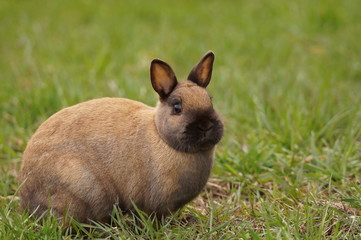 Cute brown rabbit in grass