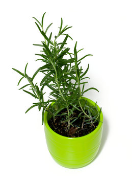 rosemary in a green pot