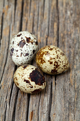 Obraz premium quail eggs