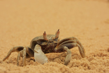 Horn-eyed ghost crab (Ocypode ceratophthalmus)