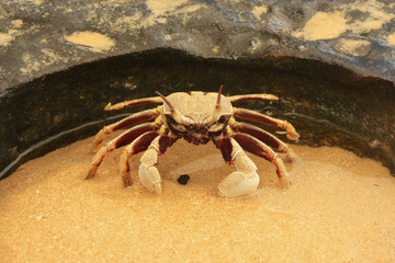 Horn-eyed ghost crab (Ocypode ceratophthalmus)