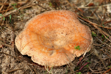 Saffron milk cap