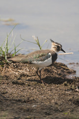 Northern Lapwing