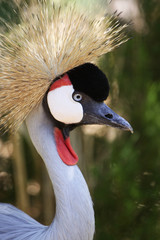 Grey Crowned Crane © Devist