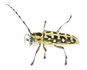 Ladder-marked long horn beetle, Saperda scalaris isolated