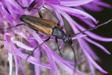 Leptura melanura feeding on thistle, extreme close-up