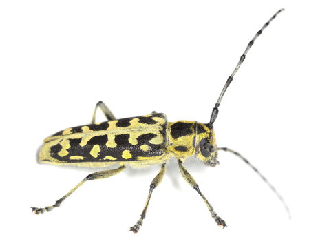 Ladder-marked long horn beetle, Saperda scalaris isolated
