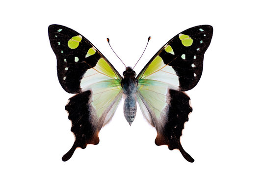 Butterfly - Macleays Swallowtail, Graphium macleayanus