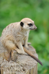 Meerkat standing upright and looking alert