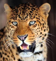 Tuinposter Leopard portrait © byrdyak