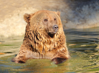 Brown bear