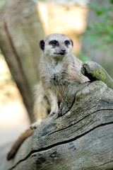 Meerkat standing upright and looking alert