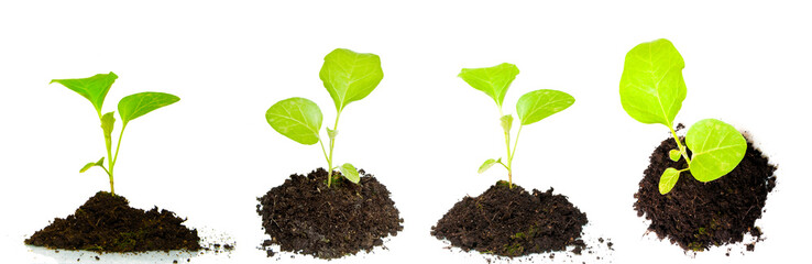 Growing green plant isolated on white background
