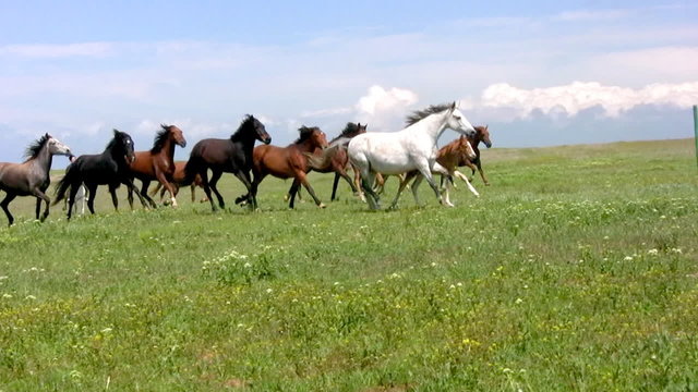 Herd and steppe