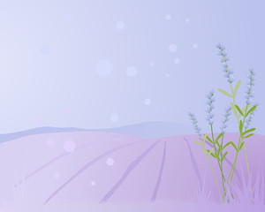 lavender background