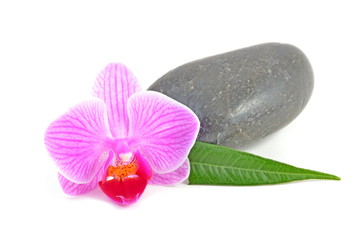 Orchidee