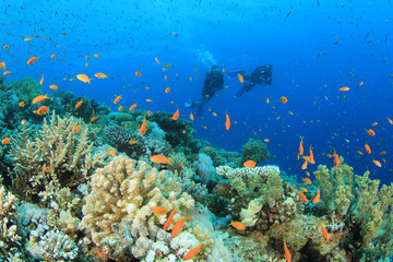 Naklejka na ściany i meble Dwóch nurków nurkowanie na rafie koralowej
