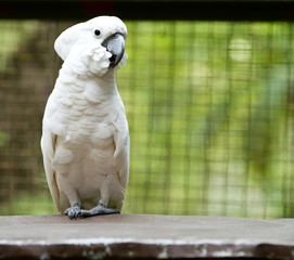 Portrait of a white parrot
