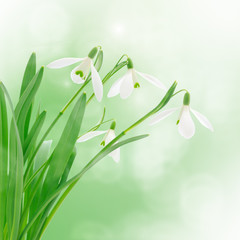 snowdrops