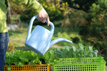 Fototapeta Watering vegetable seedlings obraz