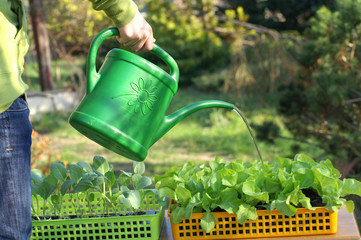 Fototapeta Watering vegetable seedlings obraz