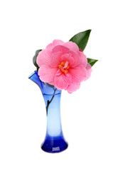 Camellia flower in vase