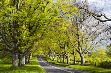 Avenue of Beech Trees