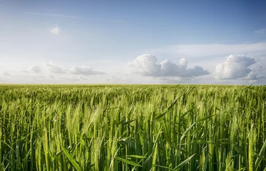 Tuinposter Barley Field © Helen Hotson