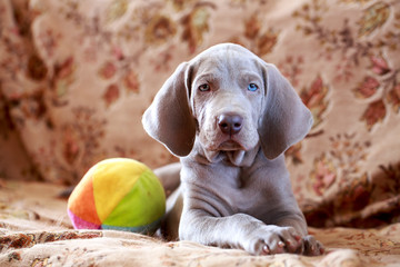 weimaraner blue puppy indoor portrait